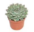 Produktbild: Exotenherz Echeveria pulidonis - grosse Pflanze im 12cm Topf