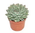 Produktbild: Echeveria pulidonis - grosse Pflanze im 12cm Topf