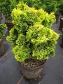 Produktbild: Chamaecyparis obtusa Nana Aurea - Gelbe Zwerg-Muschelzypresse - 25-30cm