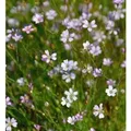 Produktbild: Steinbrech Fels Nelke - Petrorhagia saxifraga