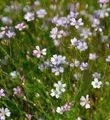Produktbild: Steinbrech Fels Nelke - Petrorhagia saxifraga