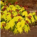 Produktbild: Japanischer Goldahorn 50-60cm - Acer shirasawanum Aureum