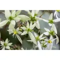 Produktbild: Saxifraga Cortusifolia Var.fortunei P 0,5