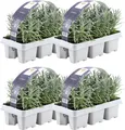 Produktbild: Lavendel 4 x 6er set - 24 x Ø7 cm - 15 cm - Lavendelpflanzen winterhart - Frisch aus der Gärtnerei geliefert