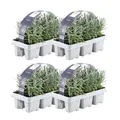 Produktbild: Blauer Duft-Lavendel 24 Lavendel Pflanze angustifolia - Lavendelpflanzen winterhart - echter lavendel - Gartenpflanzen - Lavendelstrauch - Lavendel Pflanze - duftlavendel - 24 x Ø7 cm - 15 cm