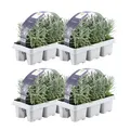 Produktbild: Lavendel angustifolia – 24 Pflanzen – winterhart – 15 cm – Topf Ø 7 cm