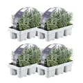 Produktbild: Echte Lavendel Pflanze - 24 Lavendel Pflanze angustifolia - Lavendelpflanzen win