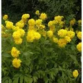 Produktbild: Schlitzblättriger Sonnenhut Goldquelle - Rudbeckia,aciniata