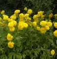 Produktbild: Schlitzblättriger Sonnenhut Goldquelle - Rudbeckia laciniata