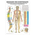 Produktbild: Meridiane u. Dorn Mini-Poster Anatomie 34x24 cm medizinische Lehrmittel, Nicht Laminiert