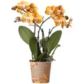 Produktbild: Kolibri Orchideen Orange Goldene Phalaenopsis Orchidee Topfgröße 12cm Juwel Las Vegas