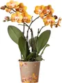 Produktbild: Kolibri Orchideen - Orange goldene Phalaenopsis Orchidee - Topfgröße 12cm - Juwel Las Vegas