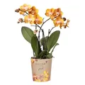 Produktbild: Kolibri Orchideen | Orange-goldene Phalaenopsis-Orchidee - Jewel Las Vegas - Topfgröße Ø12cm | blühende Topfpflanze - frisch vom Züchter