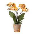 Produktbild: Exotenherz Zimmerpflanze Orange goldene Phalaenopsis Orchidee Topfgröße 12cm Juwel Las Vegas