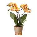 Produktbild: Kolibri Orchideen - Orange goldene Phalaenopsis Orchidee - Topfgröße 12cm