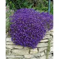 Produktbild: Aubrieta X Cult. Cascade Blue Blaukissen Blau Ca. 9x9 cm Topf