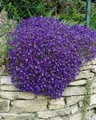 Produktbild: Aubrieta x cult. 'Cascade Blue', Blaukissen, blau, ca. 9x9 cm Topf
