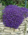 Produktbild: Aubrieta x cultorum 'Cascade Blue' 9x9 cm Topf – Winterhart, Mehrjährig, Pflegeleicht – Blaukissen – Bodendecker für Steingarten & Beetkante