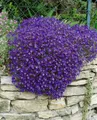 Produktbild: Pflanzen für Dich Staude Aubrieta cult. Cascade Blue, 1 St., Blaukissen