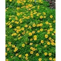 Produktbild: Delosperma Nubigenum Mittagsblume Gelb Ca. 9x9 cm Topf