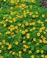 Produktbild: Delosperma nubigenum 9x9 cm Topf – Winterhart, Mehrjährig, Pflegeleicht – Mittagsblume – Bodendecker für Steingarten & Kiesbeet