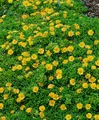 Produktbild: Pflanzen für Dich Staude Delosperma nubigenum, 1 St., Mittagsblume, Teppich-Mittagsblume