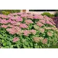 Produktbild: Sedum Spectabile Rosenteller Fetthenne Ca. 11x11 cm Topf