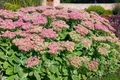 Produktbild: Pflanzen für Dich Staude Sedum spectabile Rosenteller, 1 St., Prächtige Fetthenne, Fetthenne