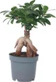 Produktbild: Bonsaibaum - Ficus microcarpa - Höhe 30-40cm - 12cm