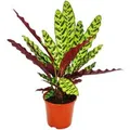 Produktbild: Exotenherz Schattenpflanze mit Ausgefallenem Blattmuster Calathea Lancifolia 14cm Topf ca. 50cm Hoch
