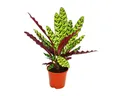 Produktbild: Exotenherz Zimmerpflanze Schattenpflanze Calathea lancifolia 14cm Topf ca. 50cm hoch