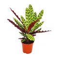 Produktbild: Schattenpflanze mit ausgefallenem Blattmuster - Calathea lancifolia - 14cm Topf