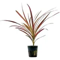 Produktbild: Terrarium Pflanze Dracaena marginata red Topf Nr.403T