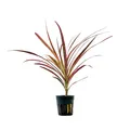 Produktbild: AquaOne Terrarium Pflanze Dracaena marginata red I Lebende Paludariumpflanzen Regenwald Terrarienpflanzen voll durchwurzelt einfach Terrascaping Dekoration