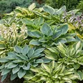 Produktbild: Hosta Pflanze Winterhart - Funkien Premium Kollektion - 10 Wurzeln - Stauden Mehrjährig Winterhart - Mix von 10 Hybriden - Pflanzen aus Holland (kein Samen, zwiebeln und nicht künstlich)