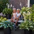 Produktbild: Hosta Funkie Pflanze Winterhart- Premium - 10 Stück - Mehrfarbig