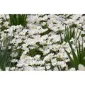Produktbild: Anemone Blanda White Splendour Balkan Windröschen Ca. 9x9 cm Topf