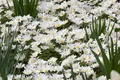 Produktbild: Anemone blanda 'White Splendour', Balkan-Windröschen, weiß, ca. 9x9 cm Topf