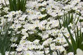Produktbild: Anemone blanda 'White Splendour' 9x9 cm Topf – Winterhart, Mehrjährig, Pflegeleicht – Balkan-Windröschen – Bodendecker für Steingarten & Beet