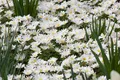 Produktbild: Pflanzen für Dich Staude Anemone blanda White Splendour, 1 St., Balkan-Windröschen, Strahlen-Anemone