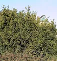 Produktbild: Eibe Hillii 50-60cm - Taxus media