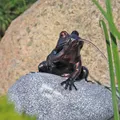 Produktbild: CLGarden Wasserspeier Frosch im Set NSP10E Wasserspiel Springbrunnen Gartenteich