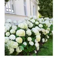 Produktbild: BALDUR Garten Schneeball-Hortensie Annabelle;1 Pflanze, Gartenhortensie winterhart Hydrangea arborescens, pflegeleicht, blühend, großblumige Frei...