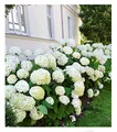 Produktbild: BALDUR Garten Schneeball-Hortensie Annabelle;1 Pflanze, Gartenhortensie winterhart Hydrangea arborescens, pflegeleicht, blühend, großblumige Freiland-Hortensie