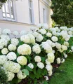 Produktbild: BALDUR Garten Zierstrauch Schneeball-Hortensie 'Annabelle', 1 St., Hydrangea, reichblühend, winterhart, mehrjährig, pflegeleicht