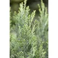 Produktbild: Chamaecyparis Lawsoniana Ellwoodii Blaue Säulenzypresse 15–20 cm