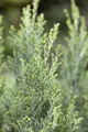 Produktbild: Pflanzen für Dich Konifere Chamaecyparis lawsoniana Ellwoodii, 1 St., Lawsons Scheinzypresse, Ellwoodii-Scheinzypresse, blaugrün, säulenförmig