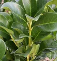 Produktbild: Kirschlorbeer Piranha 30-40cm - Prunus laurocerasus