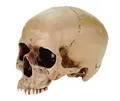 Produktbild: Anatomie Schaedel anatomic scull Markus Mayer