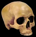 Produktbild: Figuren Shop GmbH Dekofigur Anatomischer Totenkopf – Schädel Figur ohne Unterkiefer 12 cm Dekokopf